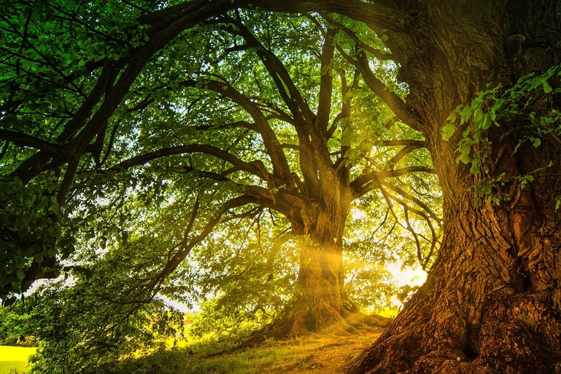 Enchanted forests
