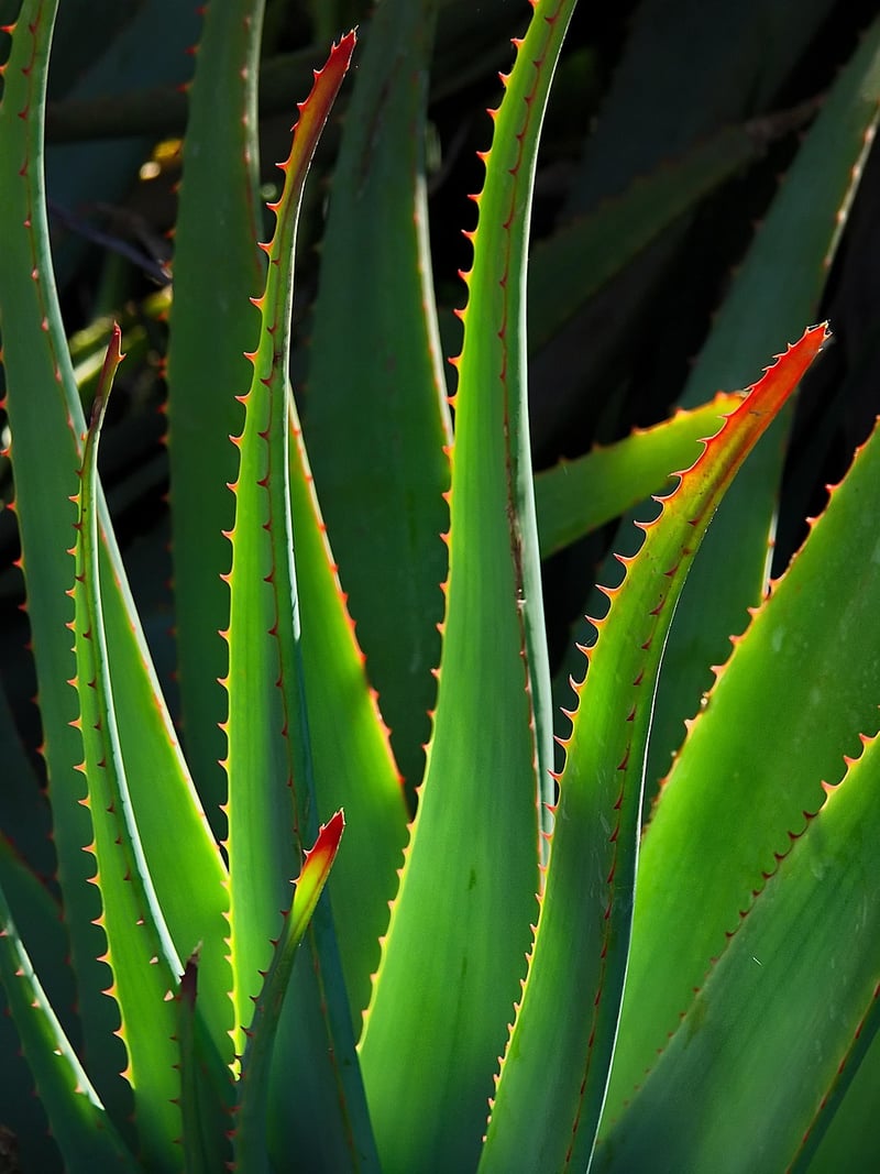 Enigmatic aloe