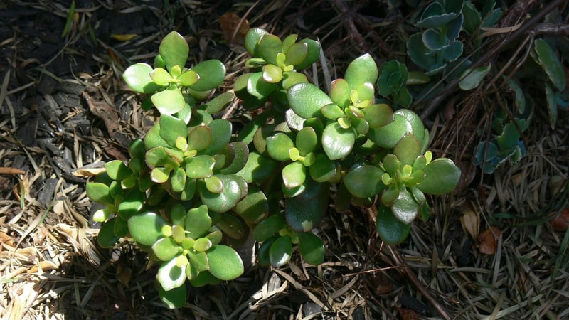 Mysterious jade plants