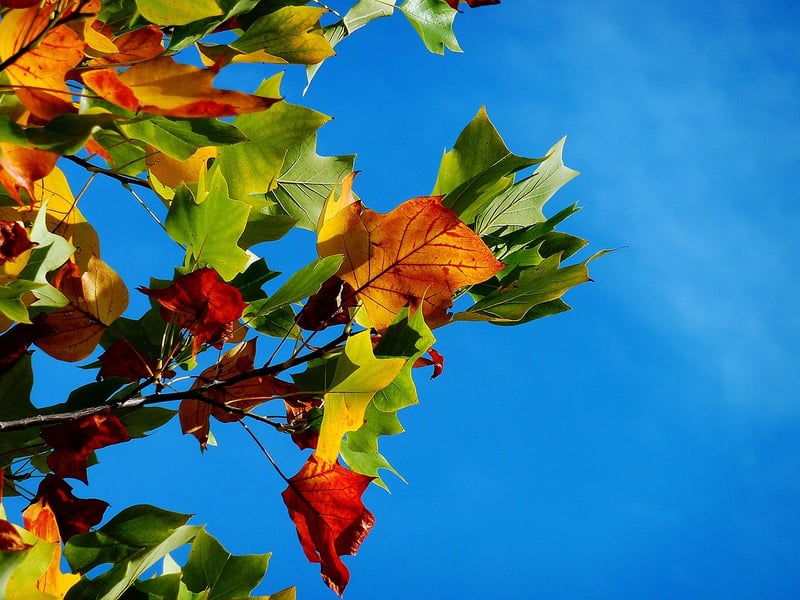 Spellbinding foliage